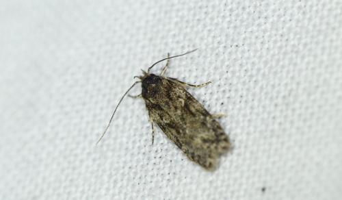 Réf. 262 397 : Gelechia muscosella